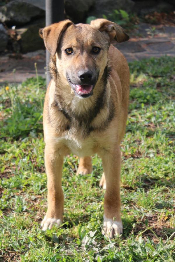 Cuccioli simil pastore taglia media Foto 2