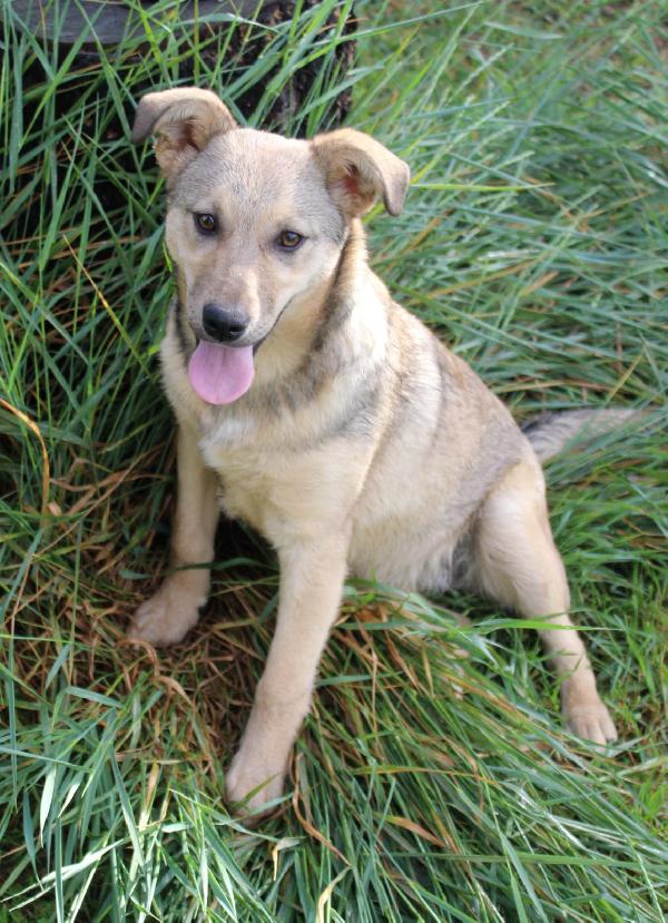 Cuccioli simil pastore taglia media Foto 4