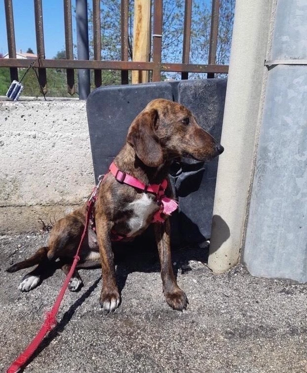 Kendy,Piccola Segugina! (12Kg)