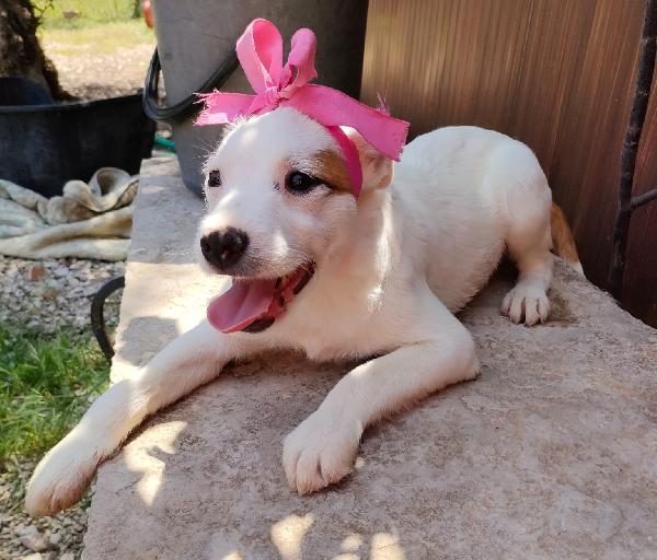 Princess Charlotte, 4 Mesi Futura Tg Media