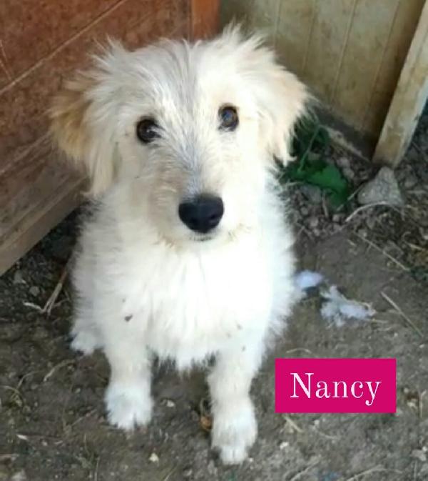 Nancy Cucciola Simil Spinone/Golden