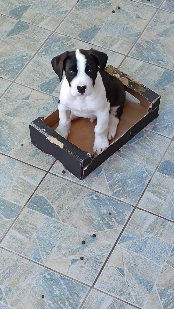 Cuccioli simil cane corso Foto 2