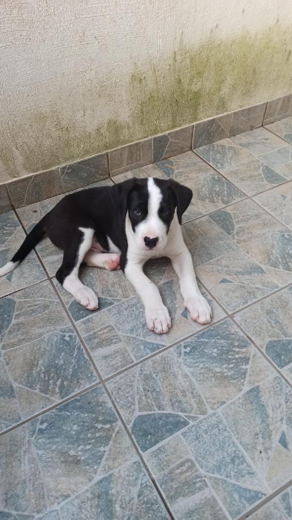 Cuccioli simil cane corso Foto 3