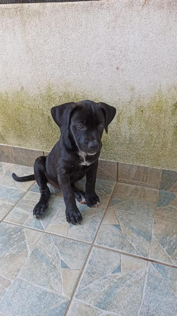 Cuccioli simil cane corso Foto 4