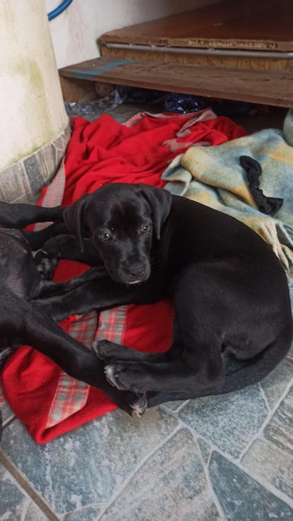Cuccioli simil cane corso Foto 5