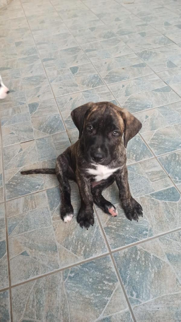 Cuccioli simil cane corso Foto 6