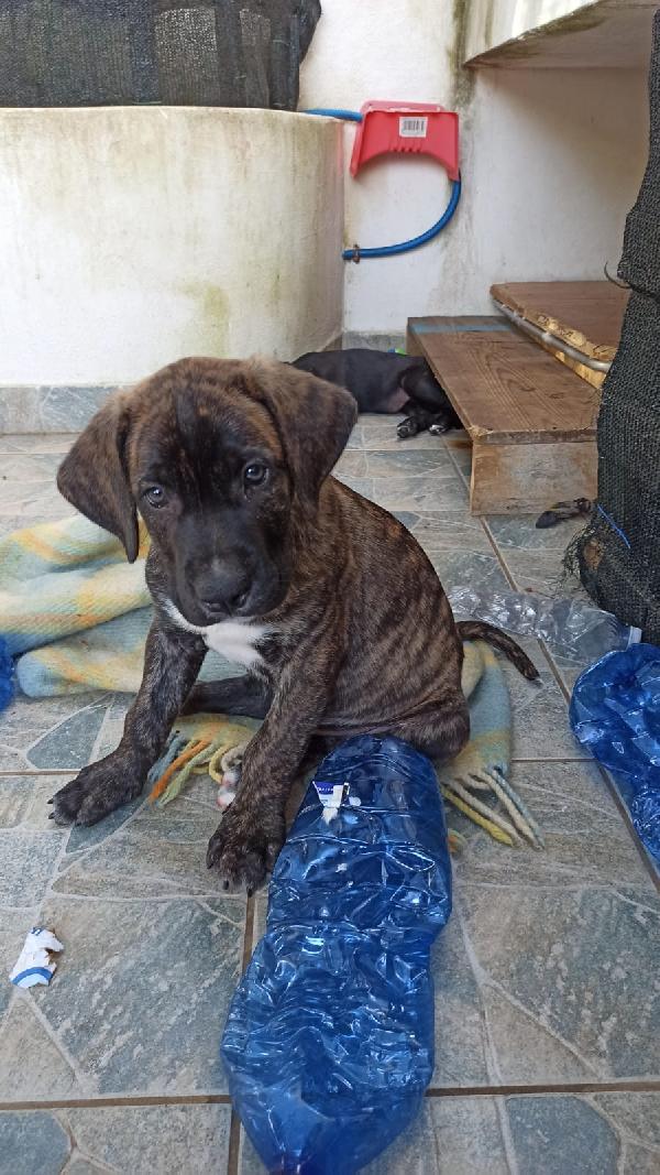 Cuccioli simil cane corso Foto 7