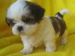 Shih Tzu Cuccioli REGALO