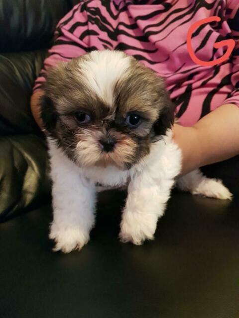 Shih Tzu Cuccioli REGALO - media 2