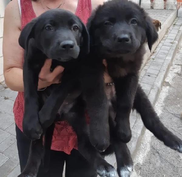 Cuccioli Alma E Kevin 