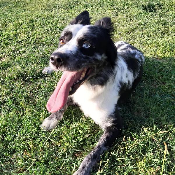 Lucky, 4 Anni, Taglia Media.