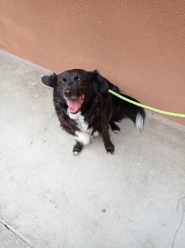 Nerina Cagnolina Taglia Medio Piccola