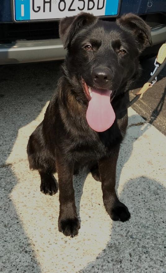 Otto Cerca Adozione ❤️