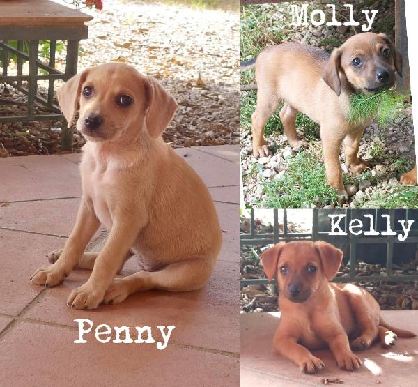 Cucciole Taglia Grande