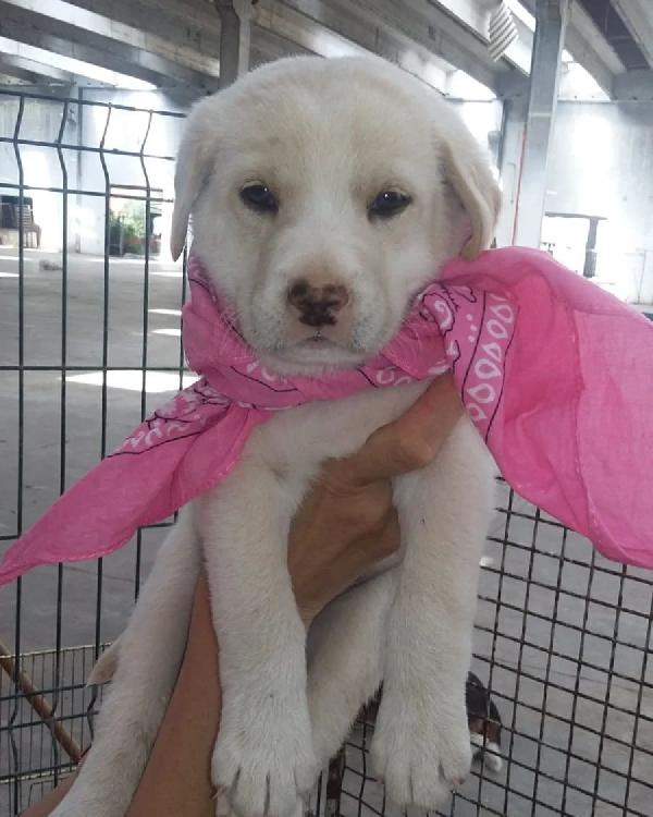 Diana, Dolcissima Cucciola Piena Di Vita