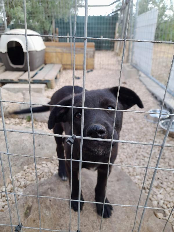 Dea Cucciola Taglia Medio Piccola