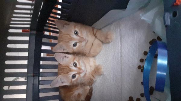 Sorelline Cercano Casa