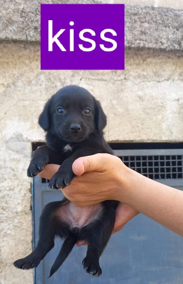 Kiss Cucciola Taglia Piccola 2 Mesi