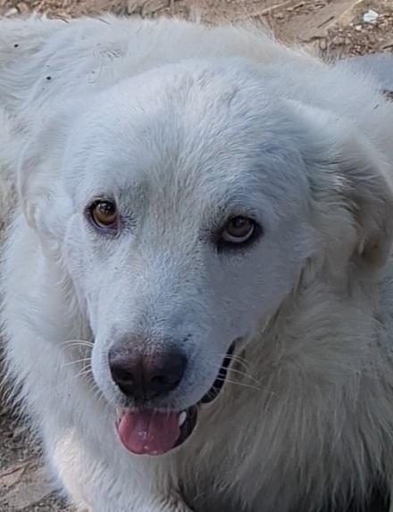 Skeps Cucciolone Simil Pastore Maremmano