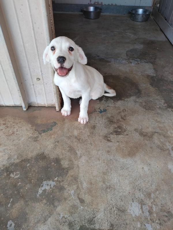 India E Rio Cuccioli Taglia Media