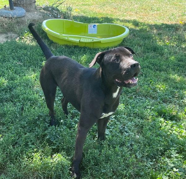 Aron Giovane Pitbull