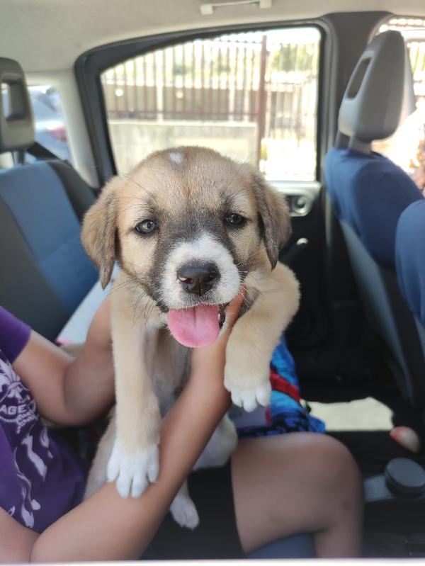 Flora Cerca Adozione ❤️