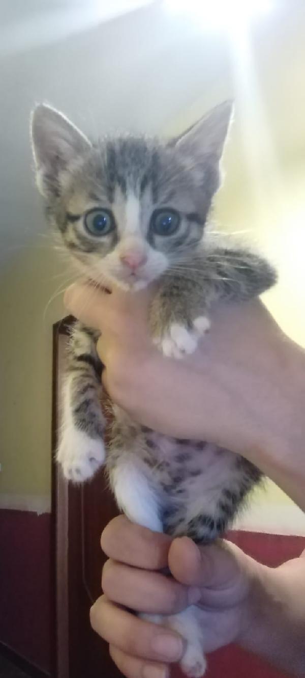 Angie Gattina Tigrata