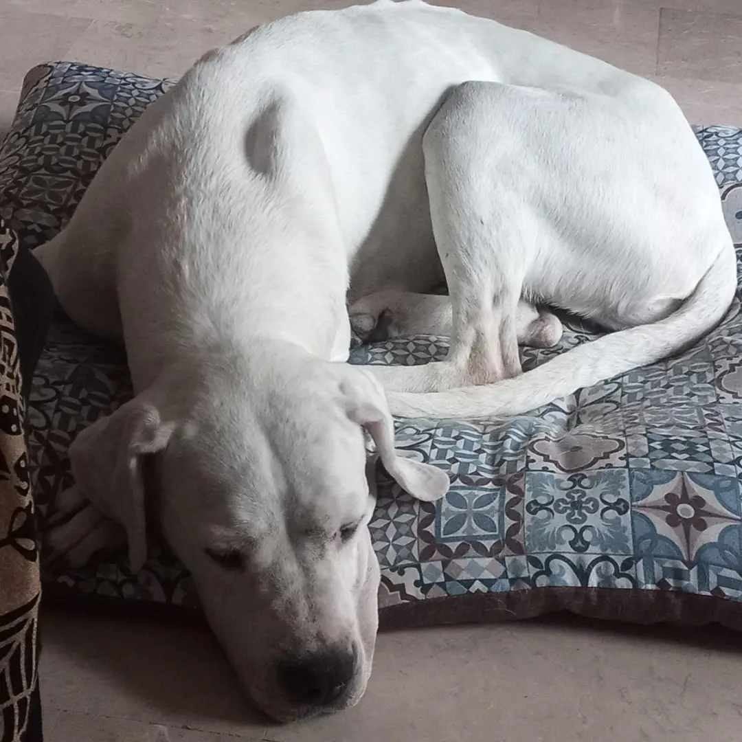 Candida Magnifica Dogo Argentina