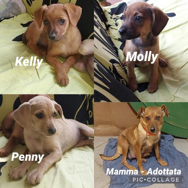 Cucciole Taglia Medio Contenuta