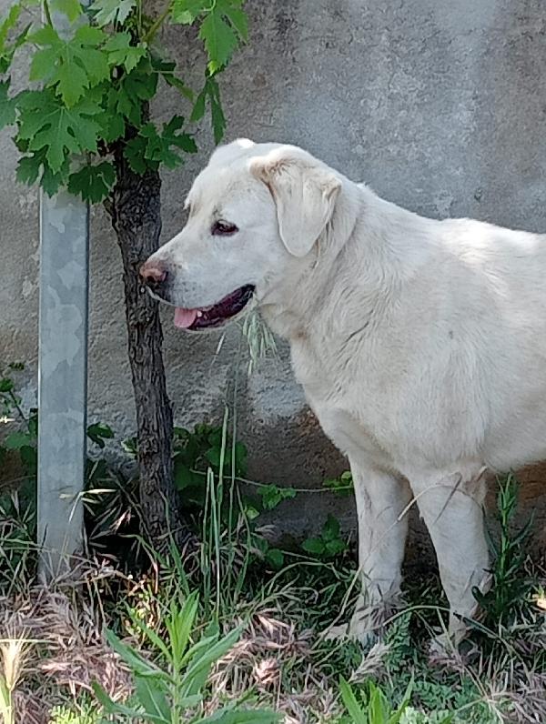 Totò 2anni simil labrador tg media massa Foto 2