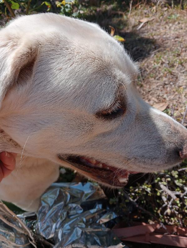 Totò 2anni simil labrador tg media massa Foto 3