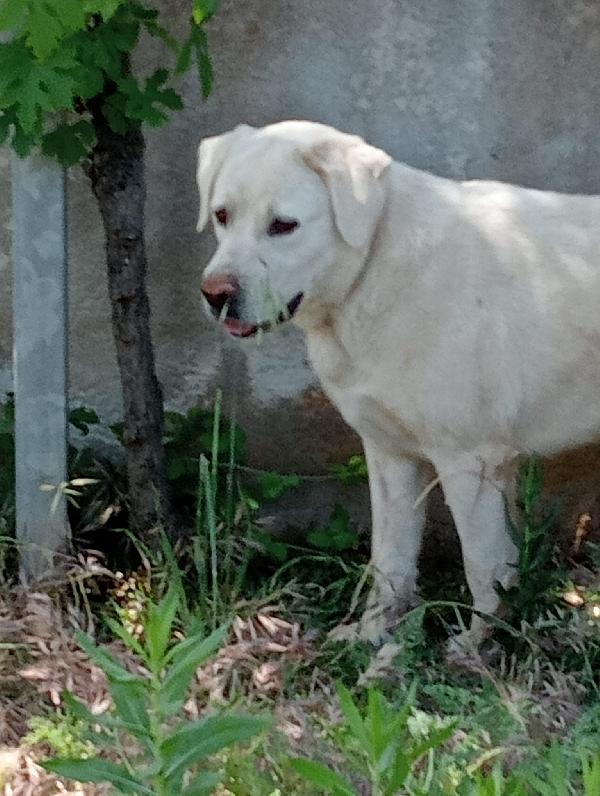 Totò 2anni simil labrador tg media massa Foto 4