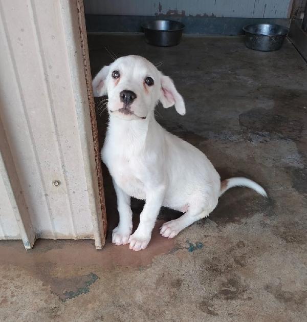 India Splendida Cucciola Di 3 Mesi E Futuro Taglia Media 