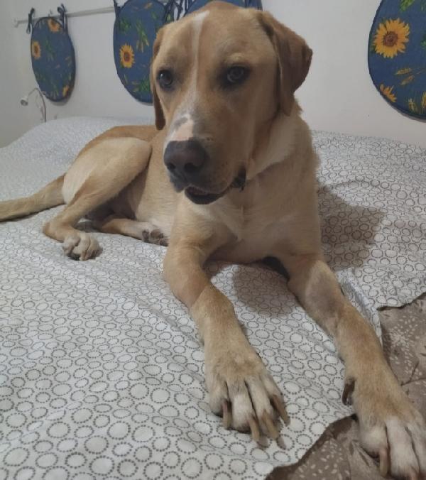 Pilù: Concentrato Di Dolcezza In Cerca Di Casa