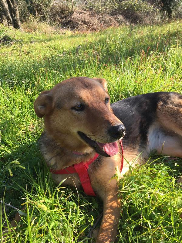 Sissi Giovane Simil Pastore Taglia Media 