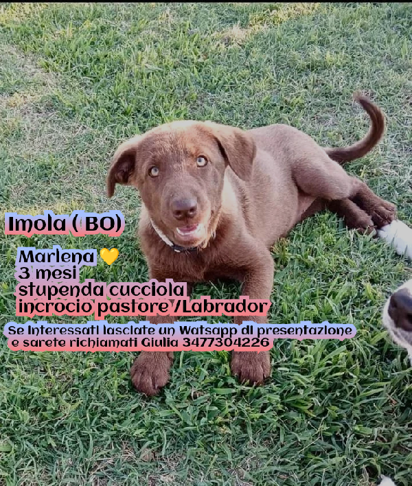 Marlene, Incrocio Pastore/Labrador!