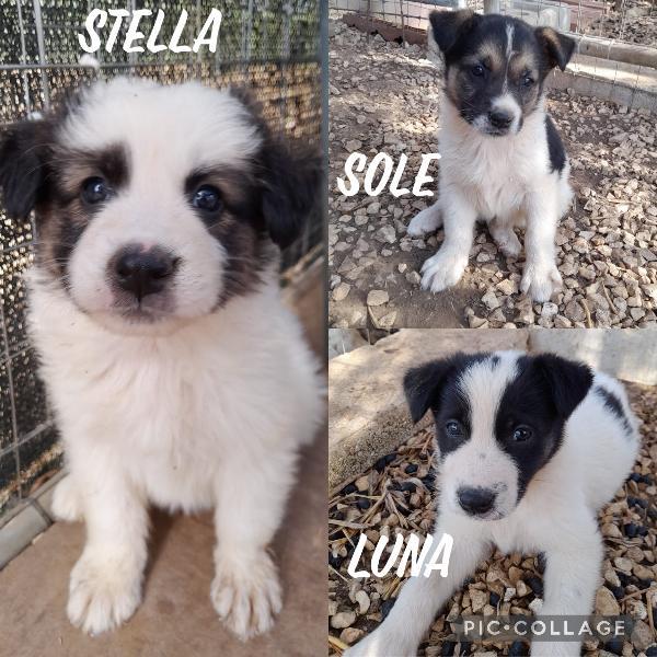 Stella Sole E Luna Cucciole Taglia Media 