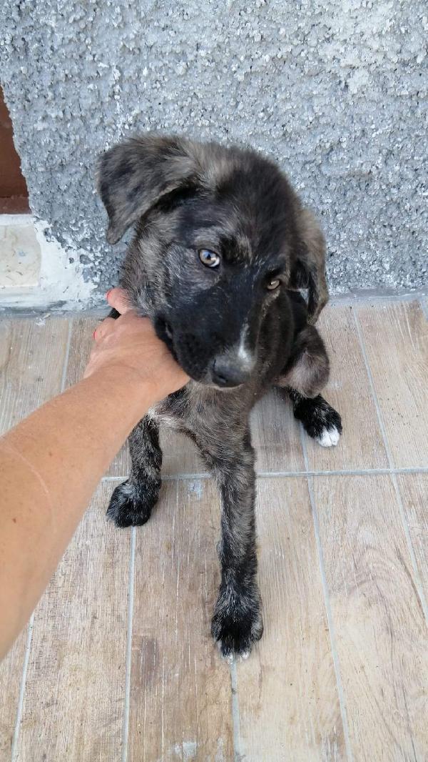 Splendida Cucciola Di 4 Mesi 