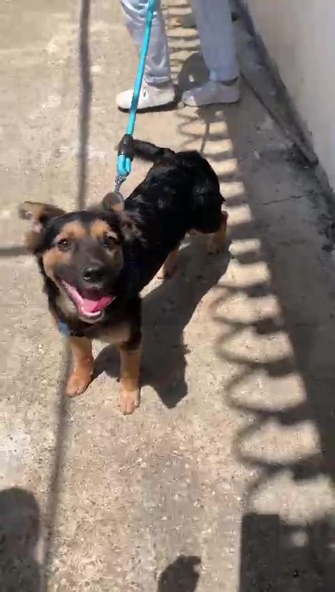 Lilly E Lina Cucciole Taglia Media 