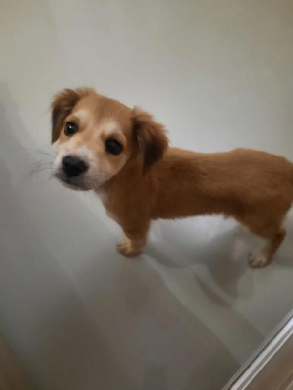 Itaca Cucciola Simil Segugio Taglia Medio Contenuta 