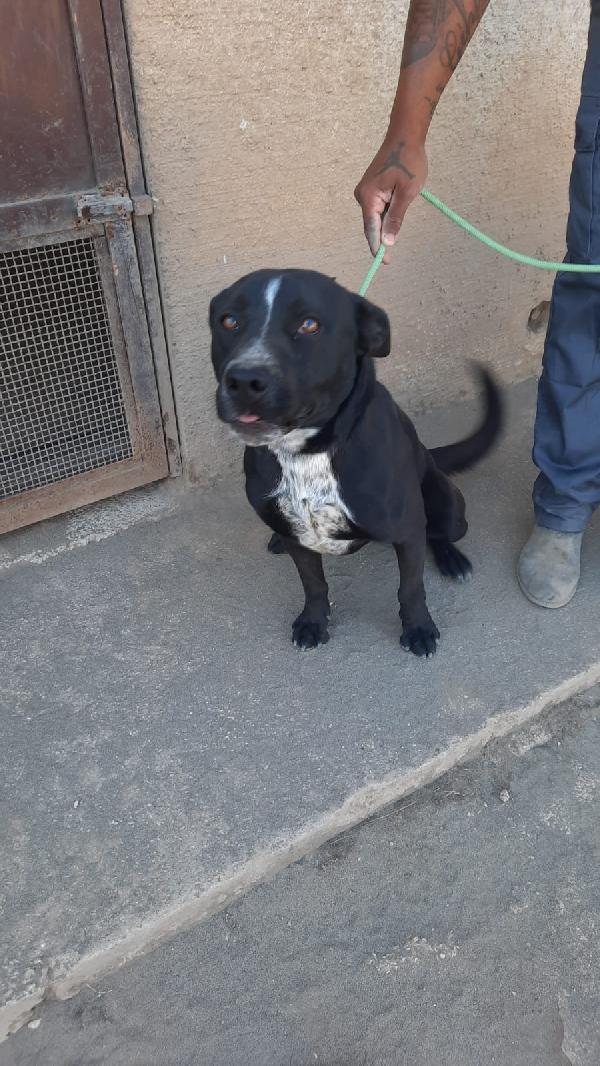 Nik Giovane Simil Molosso 