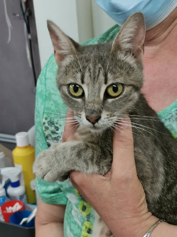 La Dolcissima Perla Cerca Una Nuova Famiglia