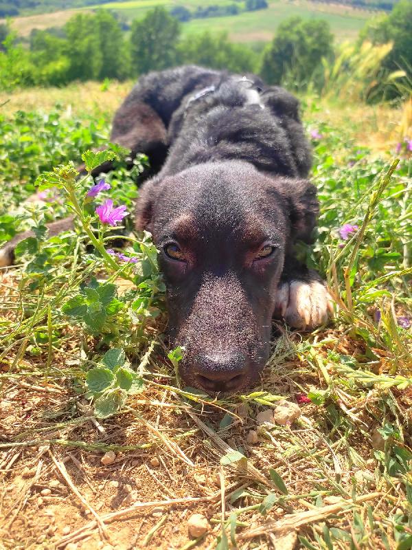 Maggie, Cucciola Tg Media, 4 Mesi E Mezzo In Toscana 