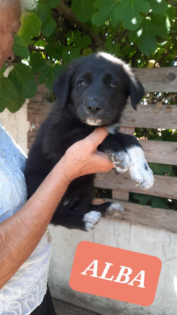 Cuccioli Simil Pastore 