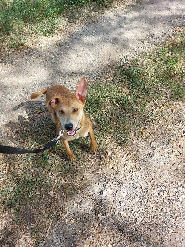 Pongo Cucciolo Taglia Medio Piccola 