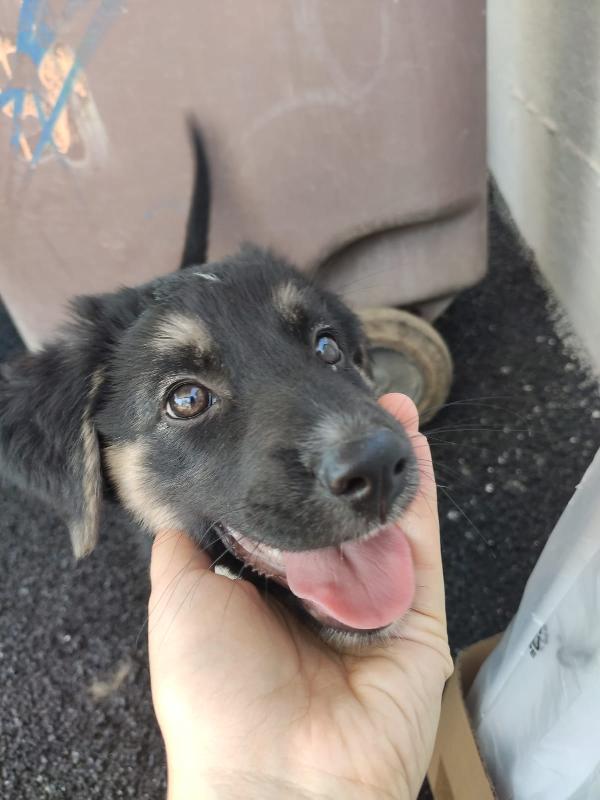 Carezza Cucciola Di Due Mesi E Mezzo Simil Pastore Tedesco