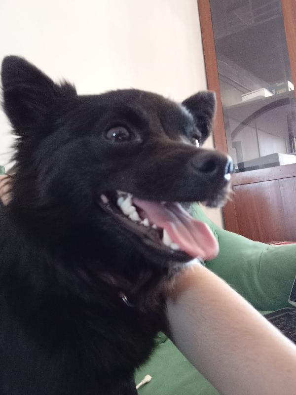 Chery Volpino Italiano Nero Giovane 5 Kg Scarsi 