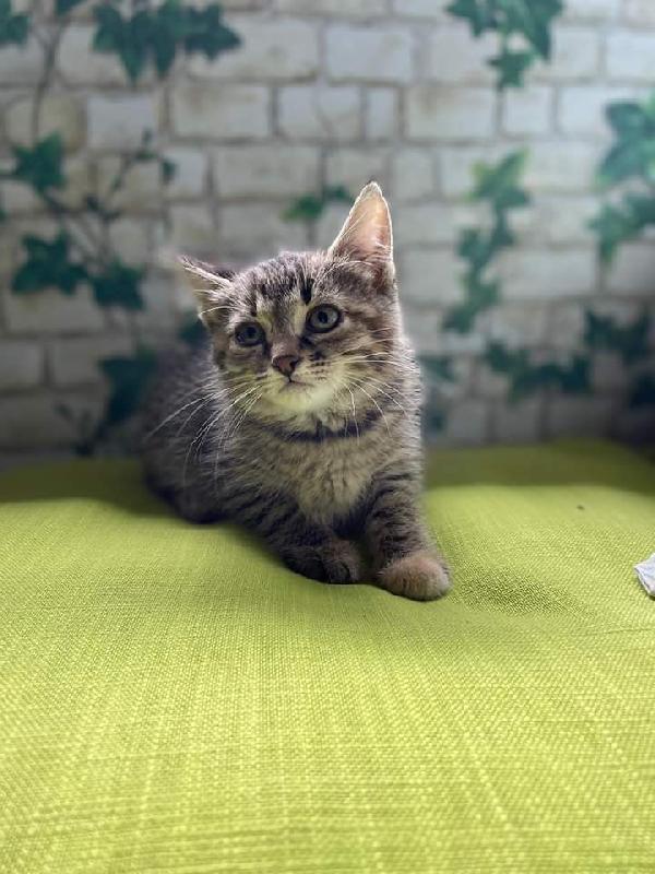 Ortiga micina di due mesi  Foto 3