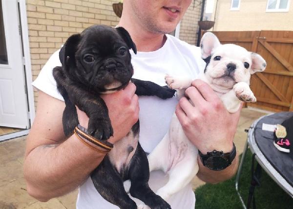 Bellissimi cuccioli di Bulldog francese 