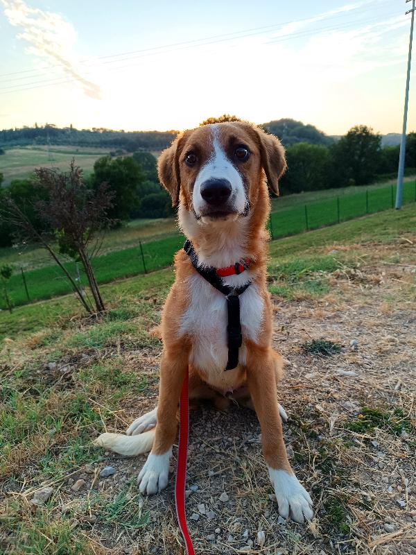 Otto, Meticcio 5 Mesi Tg Media In Toscana 